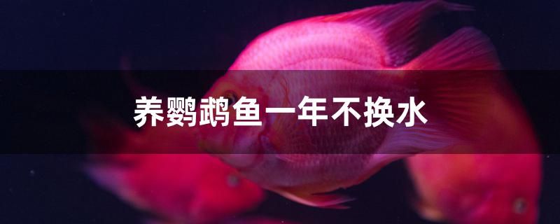 養(yǎng)鸚鵡魚一年不換水行不行