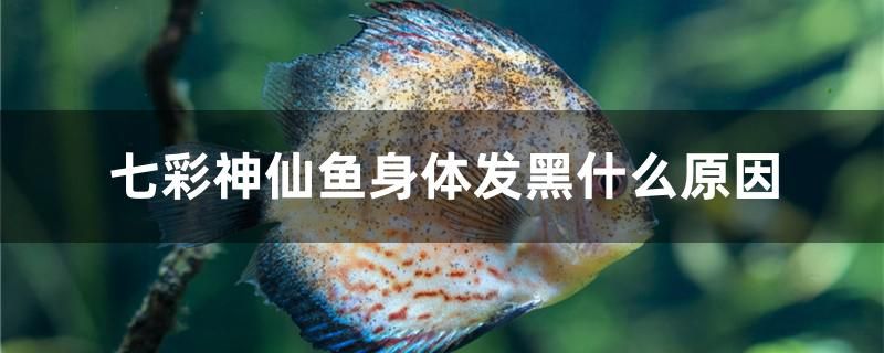 七彩神仙魚(yú)身體發(fā)黑什么原因