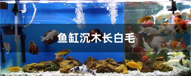 魚(yú)缸沉木長(zhǎng)白毛怎么辦 野生埃及神仙魚(yú)