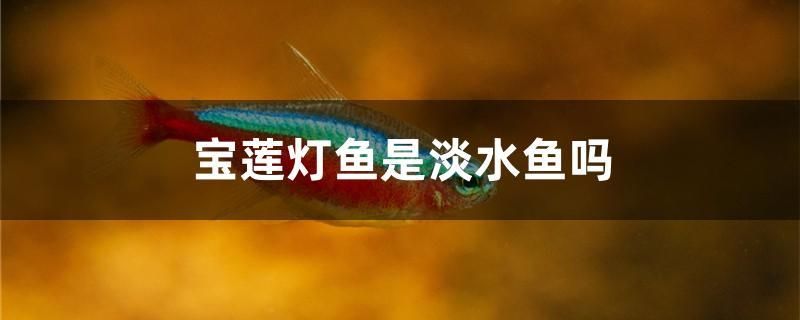 寶蓮燈魚是淡水魚嗎 泰龐海鰱魚