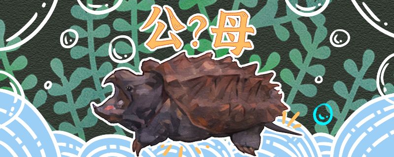 大鱷龜怎么分公母公母可以一起養(yǎng)嗎 黃金斑馬魚(yú) 第1張