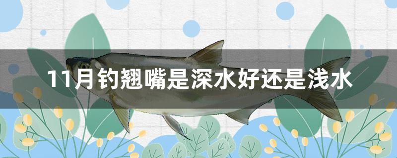 11月釣翹嘴是深水好還是淺水 祥龍金禾金龍魚