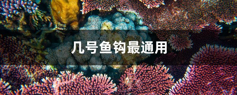 幾號(hào)魚鉤最通用 黃金夢(mèng)幻雷龍魚