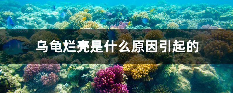 烏龜爛殼是什么原因引起的 野生地圖魚