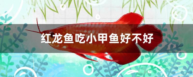 紅龍魚吃小甲魚好不好 斑馬鴨嘴魚