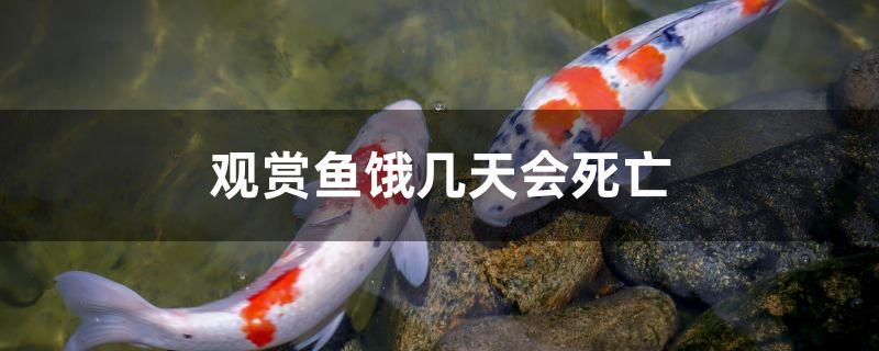 觀賞魚餓幾天會死亡 馬拉莫寶石魚