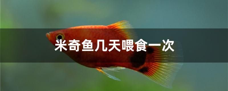 米奇魚幾天喂食一次 銀龍魚苗