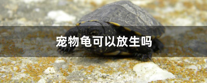 寵物龜可以放生嗎 虎紋銀版魚