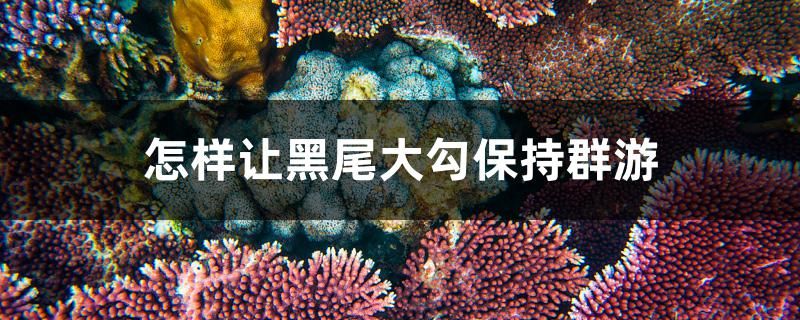 怎樣讓黑尾大勾保持群游 非洲象鼻魚