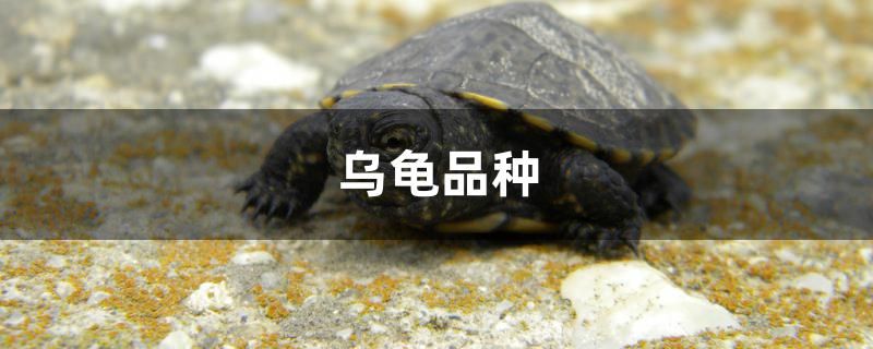 中華草龜吃什么 黃金達(dá)摩魚 第2張