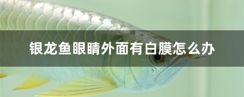 銀龍魚(yú)眼睛外面有白膜怎么辦 海水魚(yú)