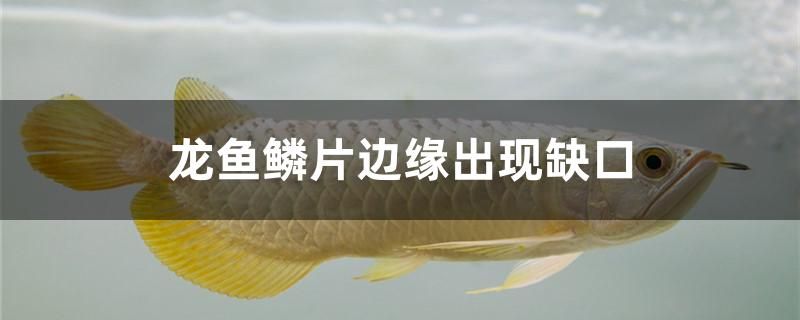 龍魚鱗片邊緣出現(xiàn)缺口怎么辦