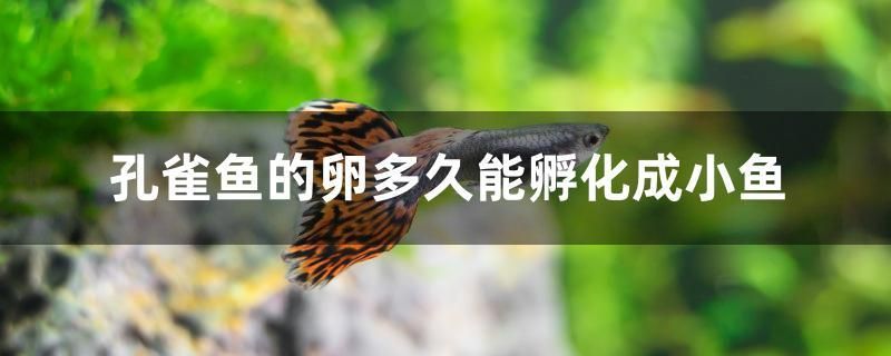 孔雀魚(yú)的卵多久能孵化成小魚(yú) 白子黑帝王魟魚(yú)