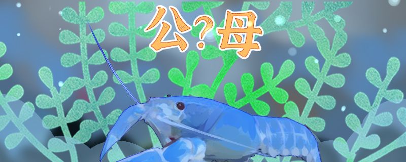 天空藍(lán)魔蝦怎么看公母公母可以一起養(yǎng)么 虎魚百科