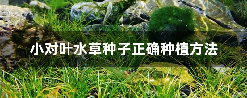 小對葉水草種子正確種植方法