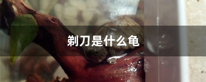 剃刀是什么龜 白子金龍魚