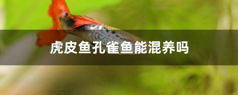 虎皮魚孔雀魚能混養(yǎng)嗎 B級過背金龍魚