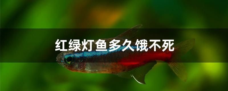 紅綠燈魚多久餓不死 七彩神仙魚