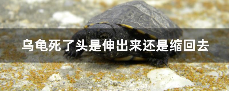 烏龜死了頭是伸出來(lái)還是縮回去 麥肯斯銀版魚