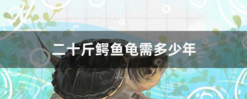 二十斤鱷魚龜需多少年