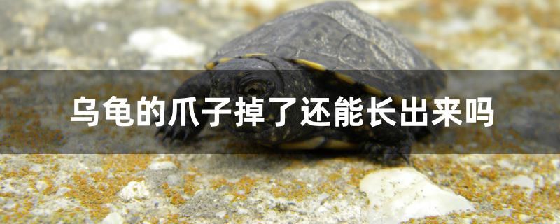 烏龜?shù)淖ψ拥袅诉€能長出來嗎 黑白雙星