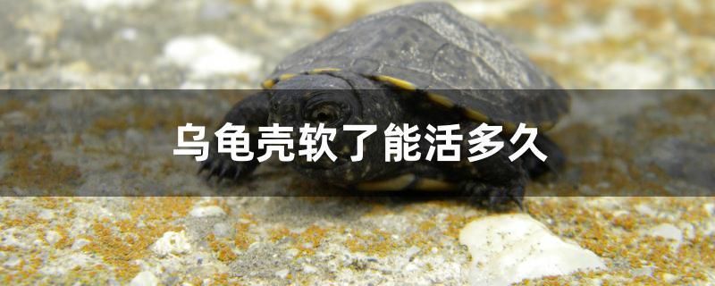 烏龜殼軟了能活多久 黃金斑馬魚