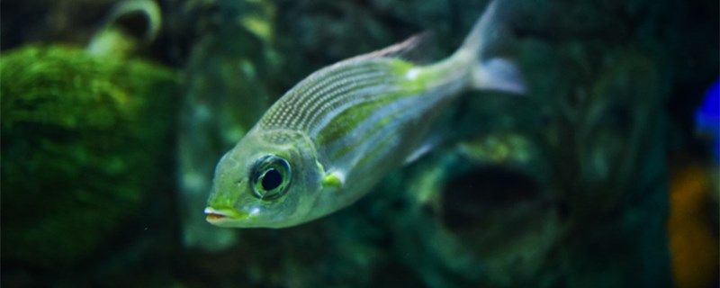 熱帶魚缸水渾濁怎么處理為什么魚缸水渾濁 水族用品