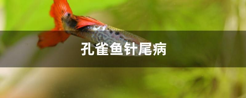 孔雀魚針尾病怎么治