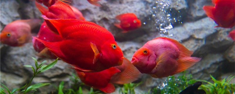 水族館魚缸擺放圖片高清（水族館魚缸擺放圖片高清圖） 純血皇冠黑白魟魚 第2張