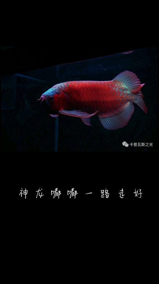 神龍嘟嘟 盡忠于賽場(chǎng)(戰(zhàn)場(chǎng)) 觀賞魚論壇 第1張