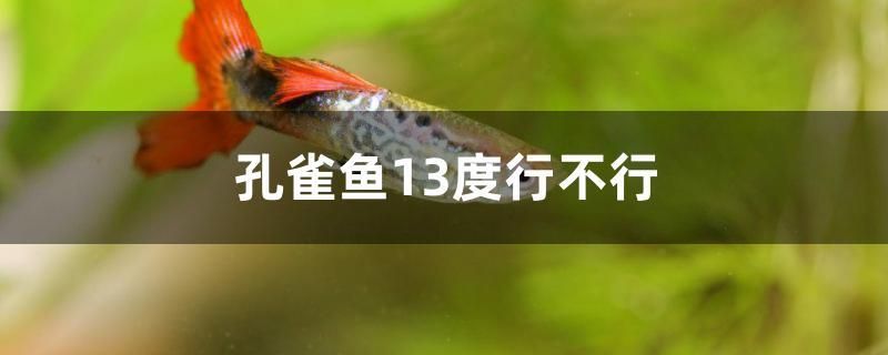 孔雀魚13度行不行