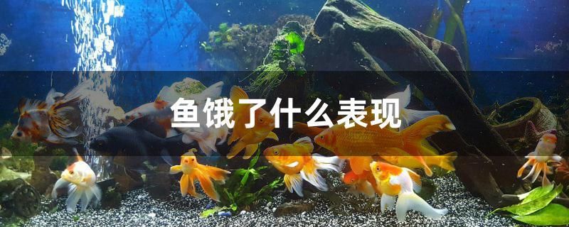 魚餓了什么表現(xiàn) 二氧化碳設備