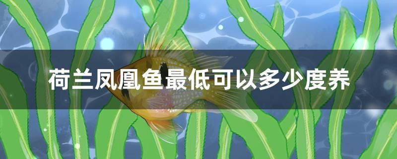 荷蘭鳳凰魚最低可以多少度養(yǎng)