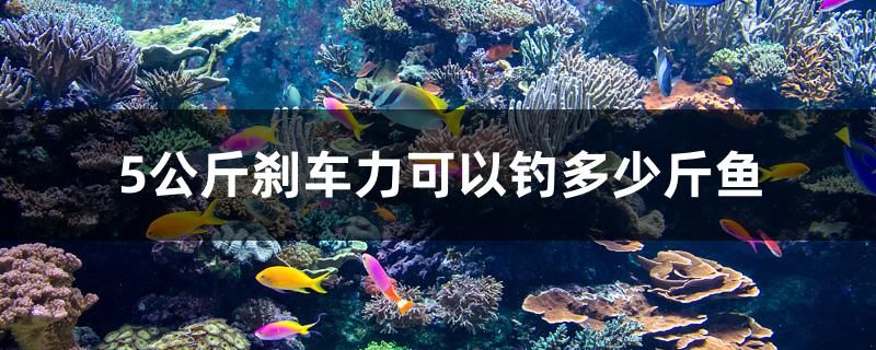 5公斤剎車力可以釣多少斤魚 大白鯊魚苗