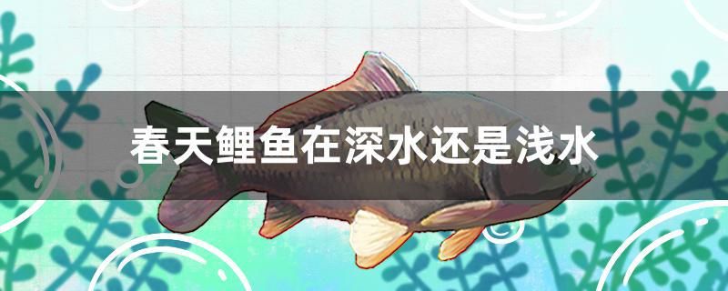 春天鯉魚在深水還是淺水 魟魚百科