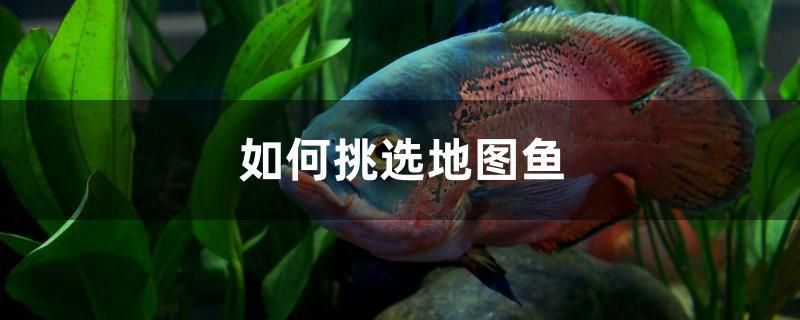 瀘州魚缸定制廠家電話號碼(瀘州魚缸定制廠家電話號碼查詢)