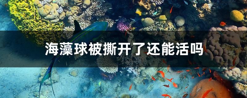 海藻球被撕開了還能活嗎 鴨嘴鯊魚