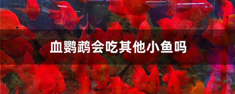 血鸚鵡會吃其他小魚嗎