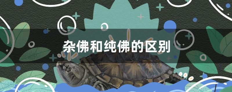 雜佛和純佛的區(qū)別有哪些 B級過背金龍魚