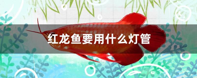 紅龍魚要用什么燈管 九鼎魚缸