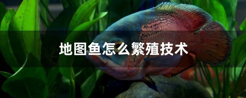 地圖魚怎么繁殖技術