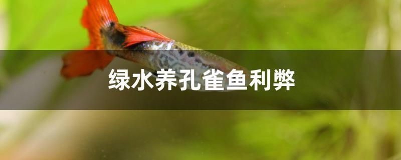 綠水養(yǎng)孔雀魚(yú)利弊 魚(yú)缸百科