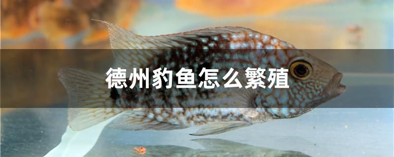 德州豹魚(yú)怎么繁殖 伊巴卡魚(yú)