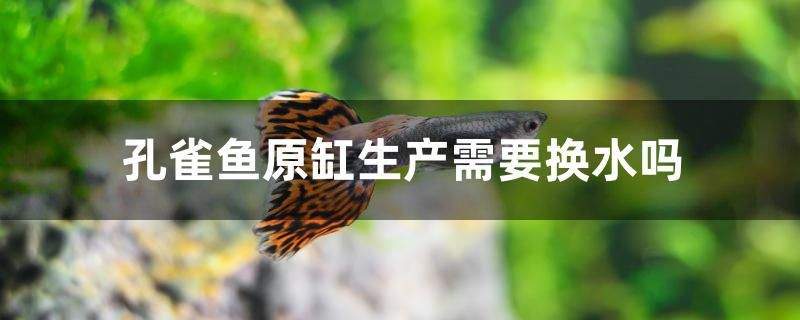 孔雀魚原缸生產需要換水嗎