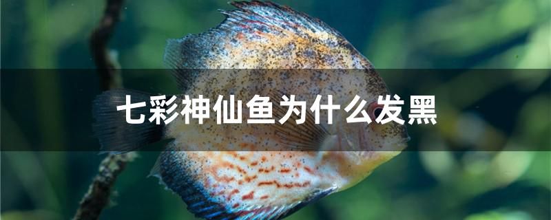 七彩神仙魚為什么發(fā)黑 金龍魚百科