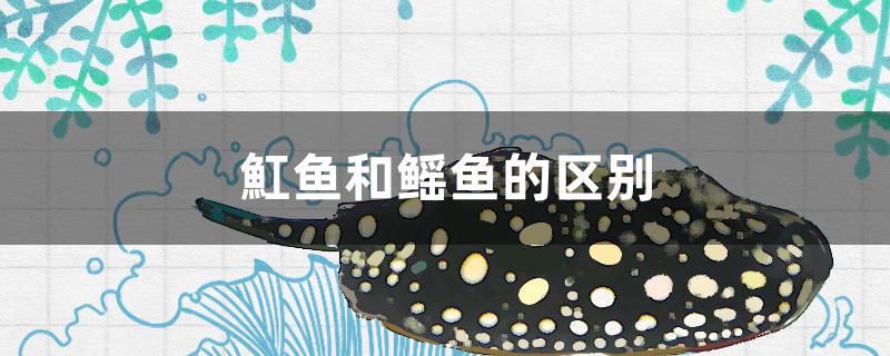 魟魚(yú)和鰩魚(yú)的區(qū)別