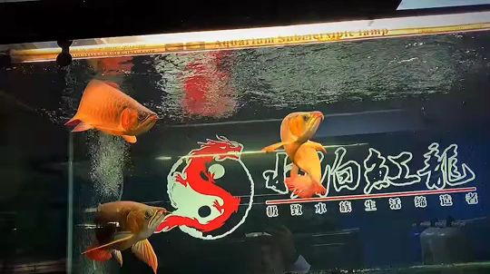 已售，純欣賞[touxiao] 觀賞魚論壇