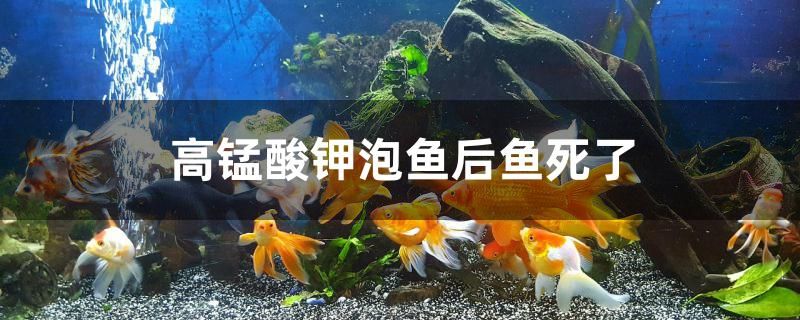 為什么高錳酸鉀泡魚(yú)后魚(yú)死了