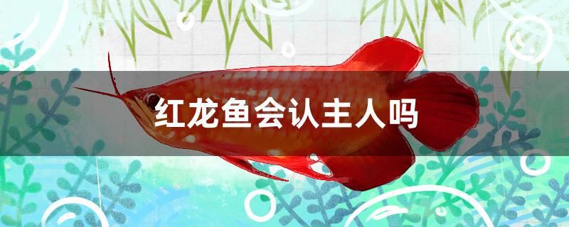 紅龍魚會認主人嗎 龍鳳鯉魚