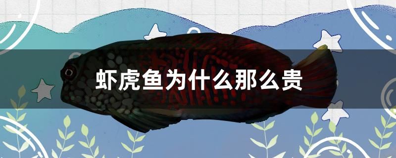 蝦虎魚為什么那么貴 硝化細菌